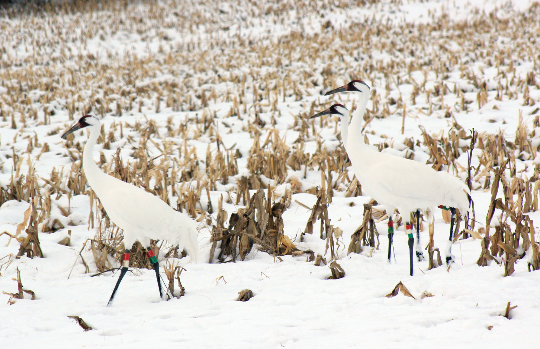 112119-bara-news-cranes-01